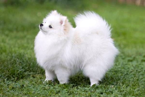 Маленькие белые породы собак - пушистые белые породы собак: померанский шпиц