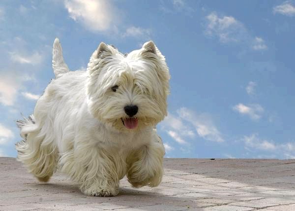 Маленькие белые породы собак - маленькие белые породы собак с заостренными ушами: вест хайленд уайт терьер