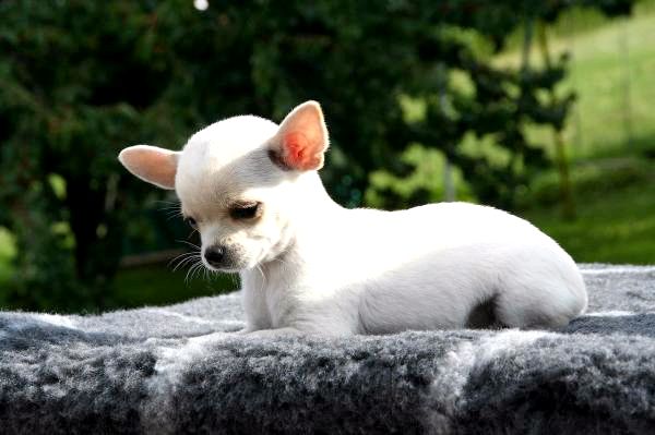 Маленькие белые породы собак - Очень маленькие белые породы собак: чихуахуа