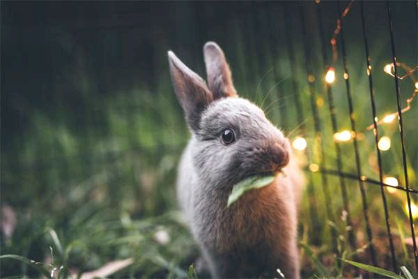 Могут ли кролики есть помидоры? - Кролики могут есть листья томатов?