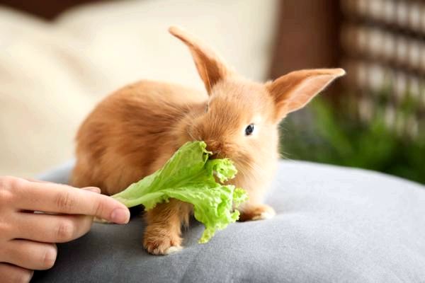 Могут ли кролики есть салат? - Какой вид салата можно есть кроликам?