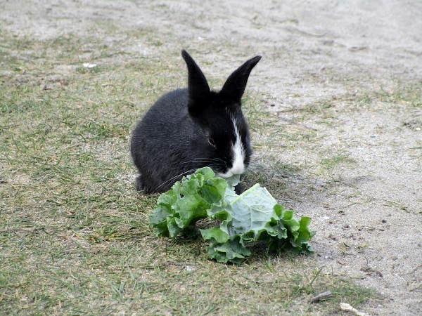 Могут ли кролики есть салат? - Список листовых овощей для кроликов
