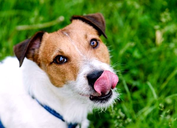 Могут ли собаки есть кефир?