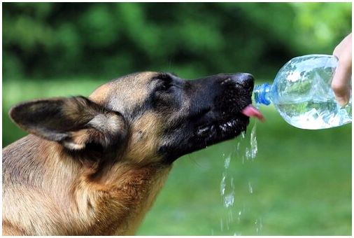 Когда собаки потеют, вы можете дать им такую ​​воду