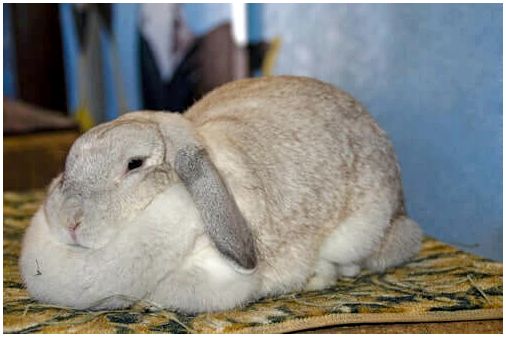 Ожирение у кроликов: причины и симптомы