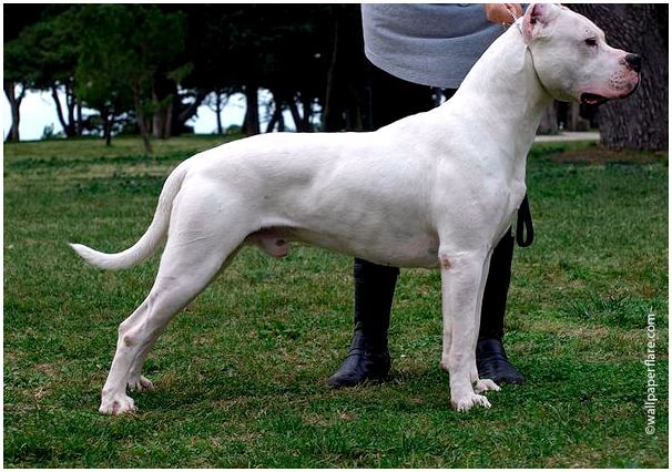Фото пород собак с белой шерстью thumbnail