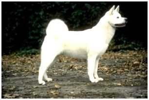 Порода собак акита ину белая