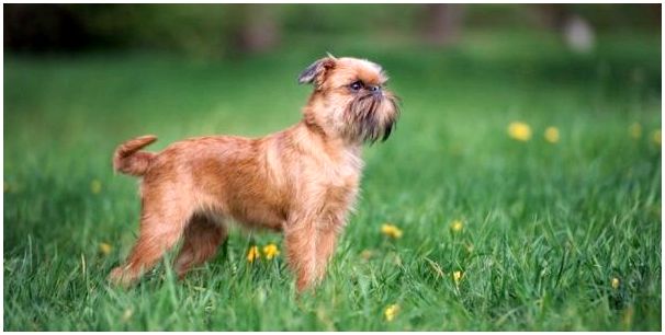 Гипоаллергенные породы собак: брюссельский гриффон