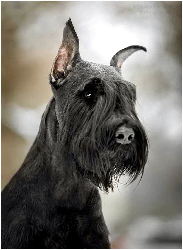Порода собаки ризеншнауцер фото щенки