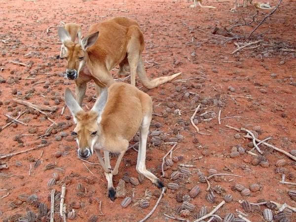 Различные виды сумчатых - красный кенгуру