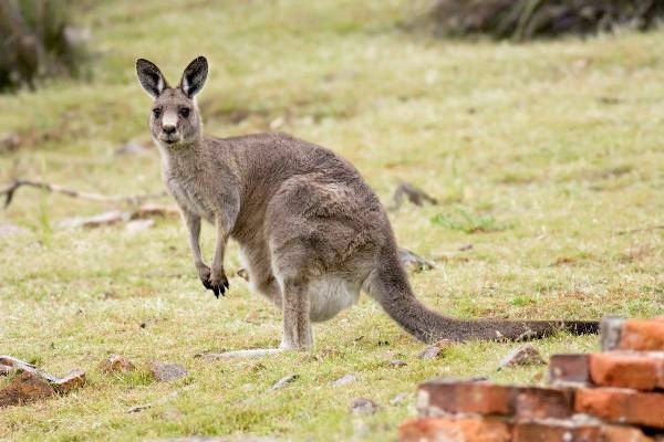 Различные виды сумчатых - большой серый кенгуру