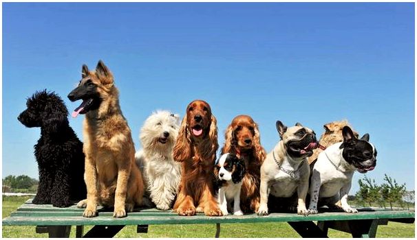 Сколько всего пород собак в мире фото