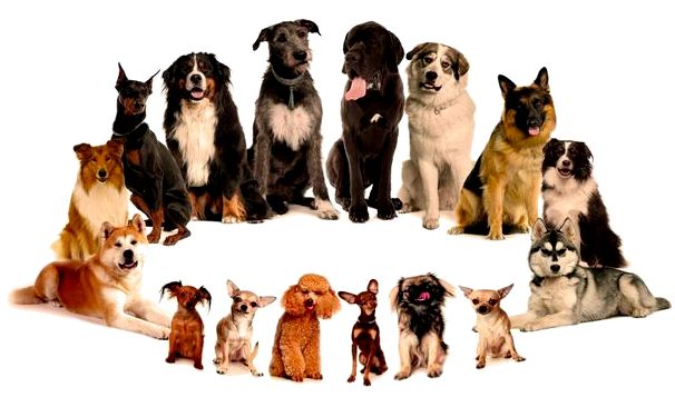 Сколько всего пород собак в мире фото