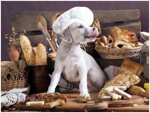Собачья диета: вредны ли углеводы для собак?
