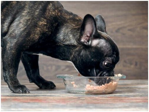 Собака ест мокрую пищу.