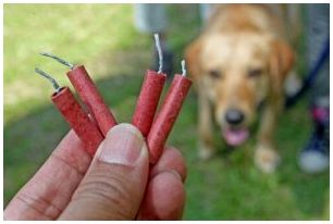 Метод Tellington Ttouch для собак, которые боятся фейерверков.