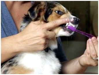 Выпадение молочных зубов у собак маленьких пород