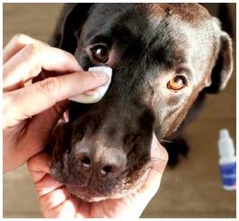 Топ-5 пород собак с частыми проблемами глаз