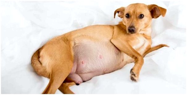 Срок беременности собак средних пород thumbnail