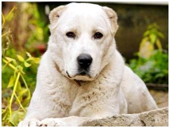 Породы собак в россии с описанием и фотографиями
