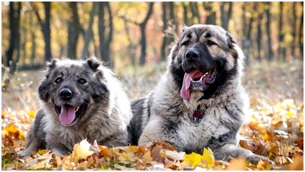 Все русские породы собак фото