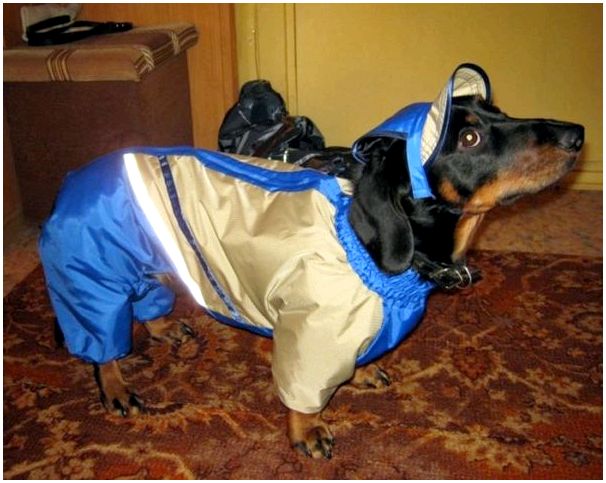 Выкройки одежды для собаки породы таксы