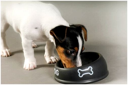 Жевание: почему собаки плохо пережевывают еду