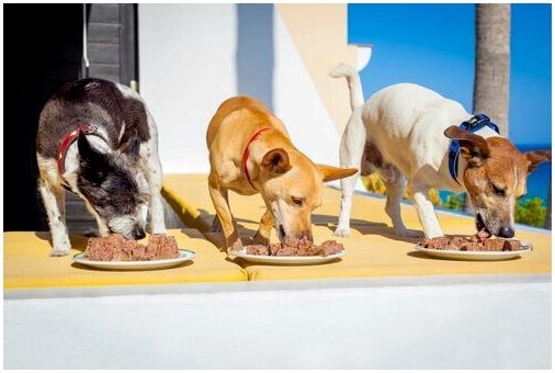 Когда собаки едят быстро, они часто не жуют достаточно хорошо.