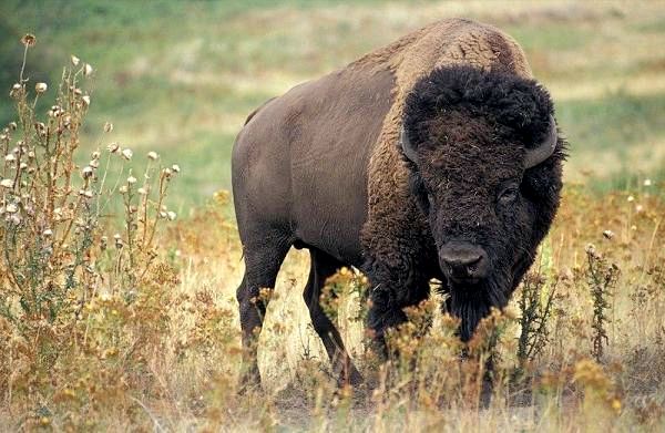 10 уникальных степных животных: американский бизон