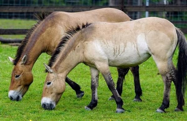 10 уникальных степных животных: лошадь Пржевальского