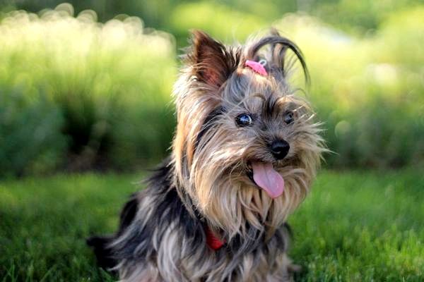 Список лучших пород маленьких собак - 10. Йоркширский терьер
