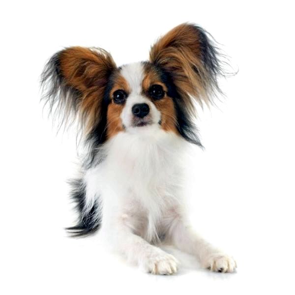 Список лучших пород маленьких собак - 5. Continental Toy Spaniel