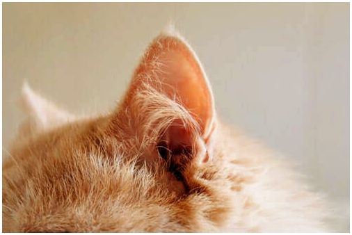 5 полезных советов по уходу за глухой кошкой
