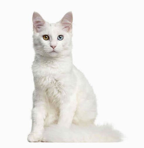 Глухой белый кот.