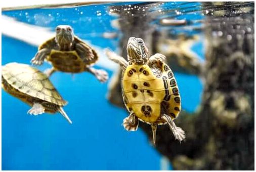 Некоторые детские черепахи под водой.