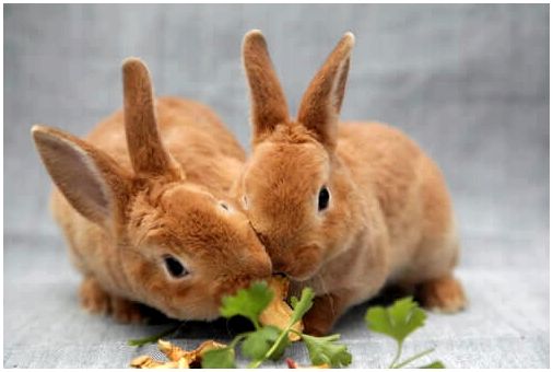 Две кролики едят их еду.