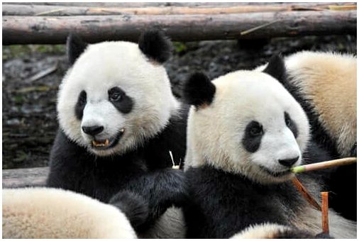 Два сидящих медведя панды.