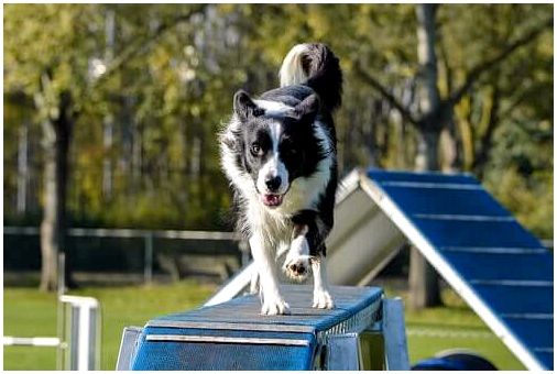 8 неписаных правил для парков собак
