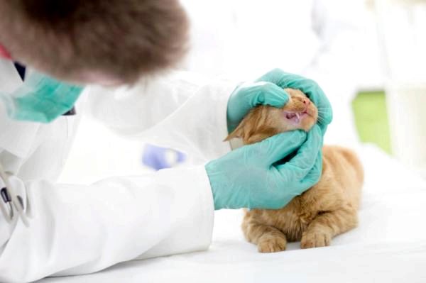 Анемия у кошек: лечение анемии у кошек