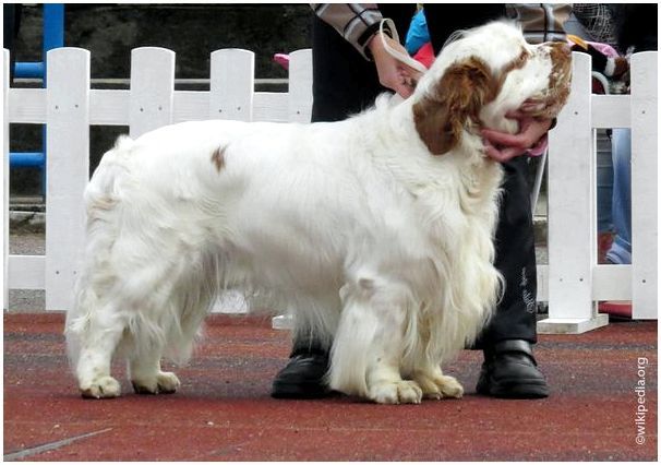 Белая порода собак фото и название thumbnail