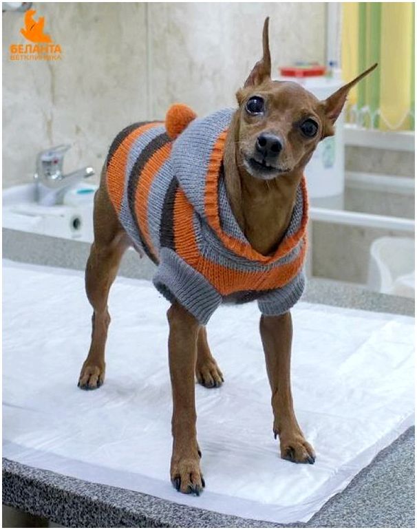 Пес в свитере