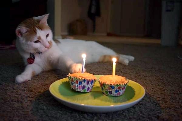 Домашние коты на день рождения