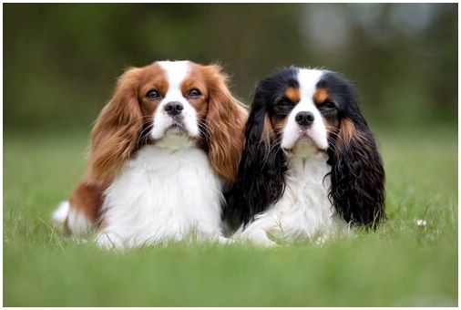 Две собаки рядом друг с другом, потому что любовные гормоны влияют на поведение животных.