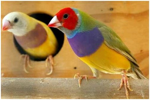 Цветные птицы.
