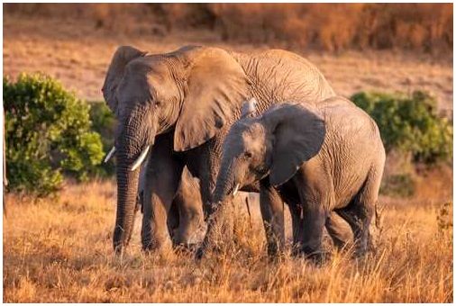 Интересные факты о поведении диких слонов