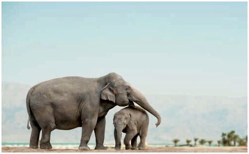 Мать слона с ребенком.