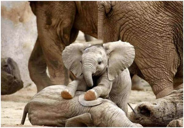 Детские слоны играют.