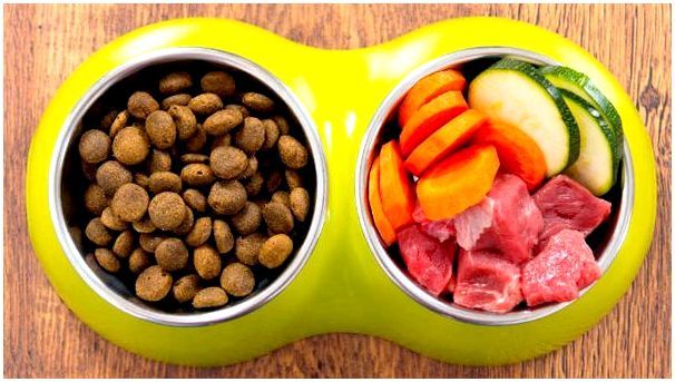 Питание собак натуральной пищей или кормами thumbnail
