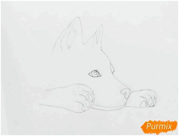 Рисуем лежащего голубоглазого щенка хаски - шаг 3