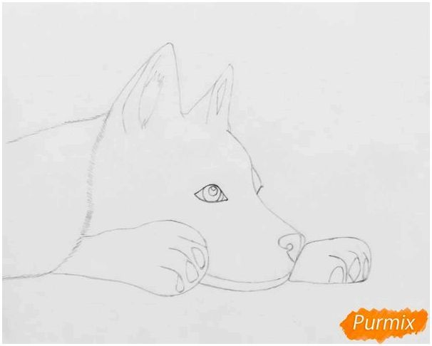 Рисуем лежащего голубоглазого щенка хаски - шаг 4